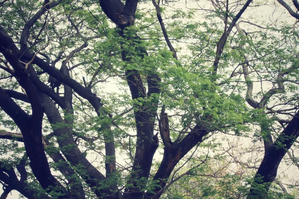 Ramas de árboles — Foto de Stock