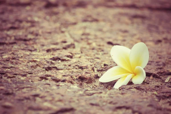Bílá frangipani květina na kameni — Stock fotografie