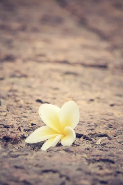 Floare frangipani albă pe piatră — Fotografie, imagine de stoc