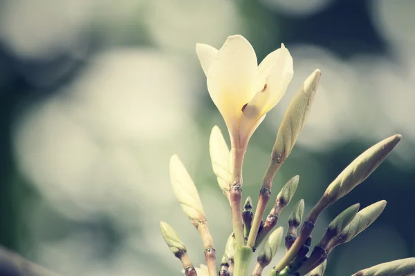 Witte frangipani bloem op boom — Stockfoto