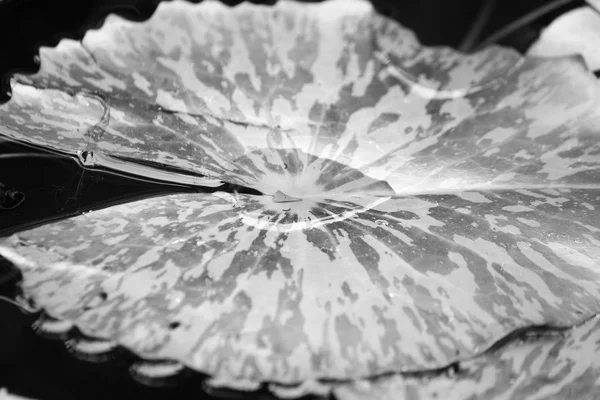 Drops of water on a lotus leaf. - black and white — Stock Photo, Image