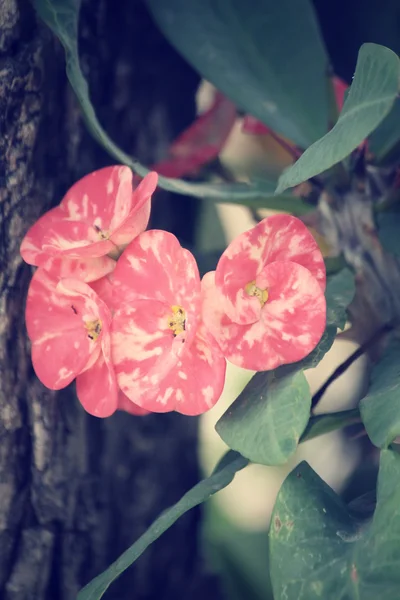 Euphorbia milii - vörös virág — Stock Fotó