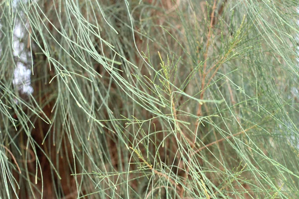 Albero di pino — Foto Stock