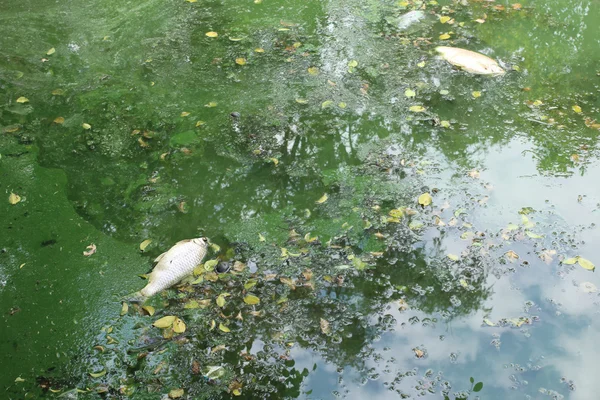 Peces muertos en agua contaminada —  Fotos de Stock