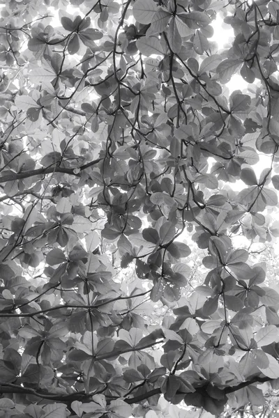 木の枝 — ストック写真