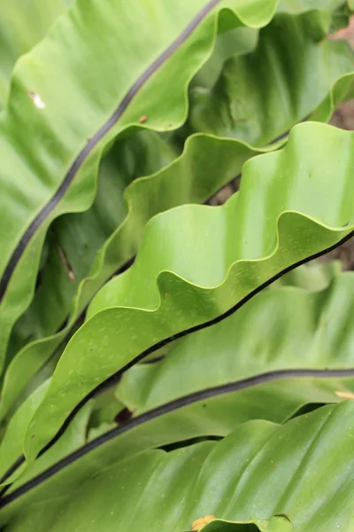 シダの葉 — ストック写真