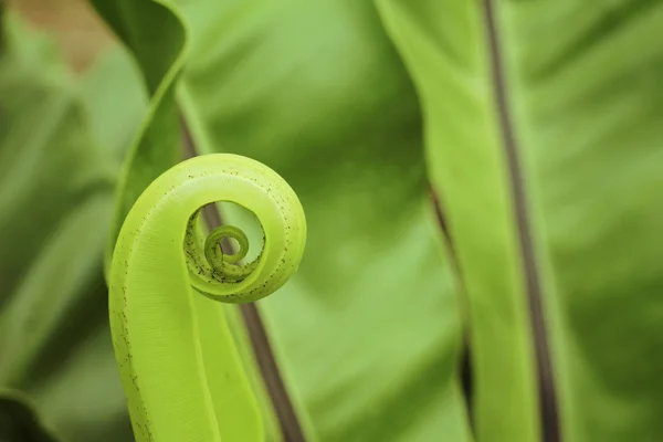 Folhas de samambaia — Fotografia de Stock