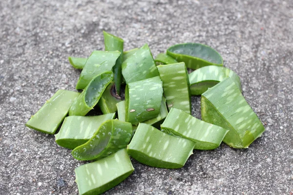 Aloe vera. — Stock fotografie