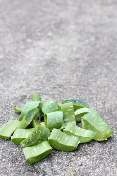 Aloe vera. — Fotografia de Stock