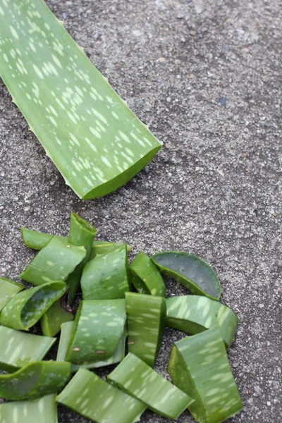 Aloe vera. — Fotografia de Stock