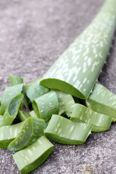 Aloe vera. — Stock Photo, Image