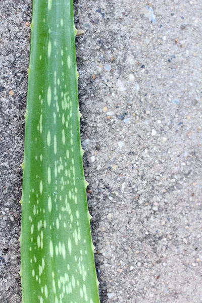 Aloe vera. — Foto Stock