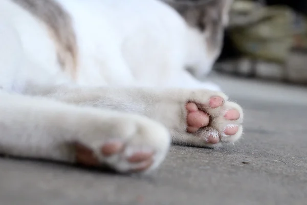 Katzenfüße — Stockfoto