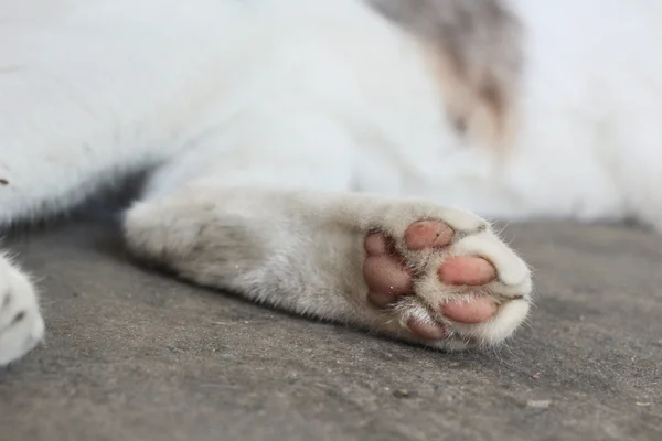 Πόδια γάτας — Φωτογραφία Αρχείου