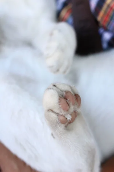Pies de gato — Foto de Stock