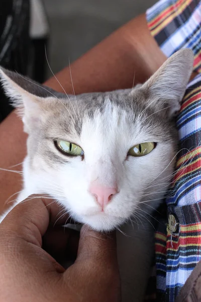 Kat spelen met hand — Stockfoto