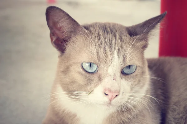 Gato mirando . —  Fotos de Stock