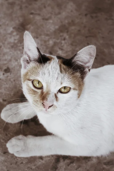 Katten ser. — Stockfoto