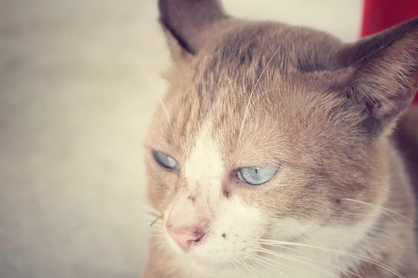 Kat op zoek. — Stockfoto