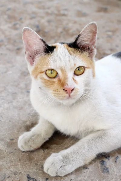 Katten ser. — Stockfoto