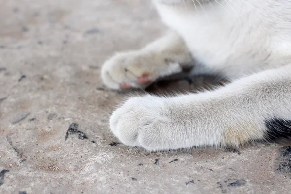 Piedi di gatto — Foto Stock