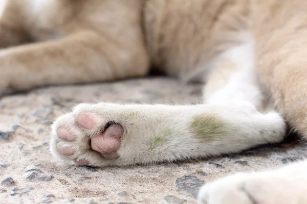 Cat feet