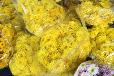 kasımpatı çiçekleri