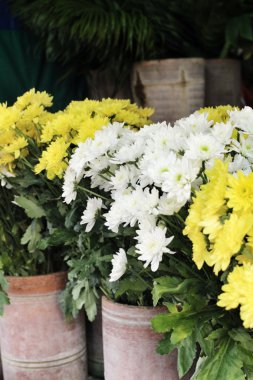 kasımpatı çiçekleri