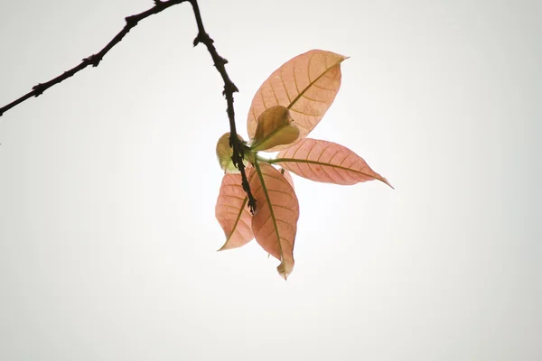 Винтажные красные листья — стоковое фото