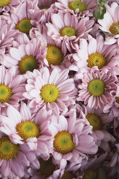 Růžový chrysanthemum květiny — Stock fotografie