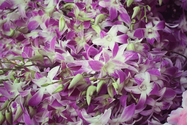 Vintage orkidé blommor — Stockfoto