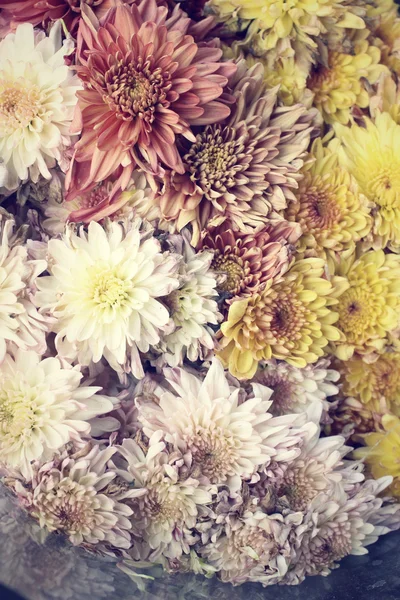 Vintage Chrysanthème Fleurs — Photo