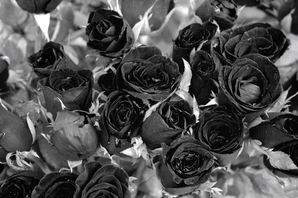 Rosas preto e branco — Fotografia de Stock