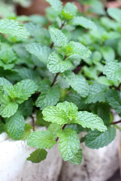 Hojas de menta de pimienta — Foto de Stock