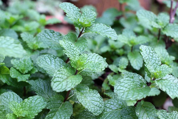 Hojas de menta de pimienta — Foto de Stock