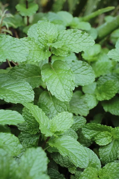 Hojas de menta de pimienta — Foto de Stock