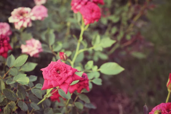 Rose vintage — Foto Stock