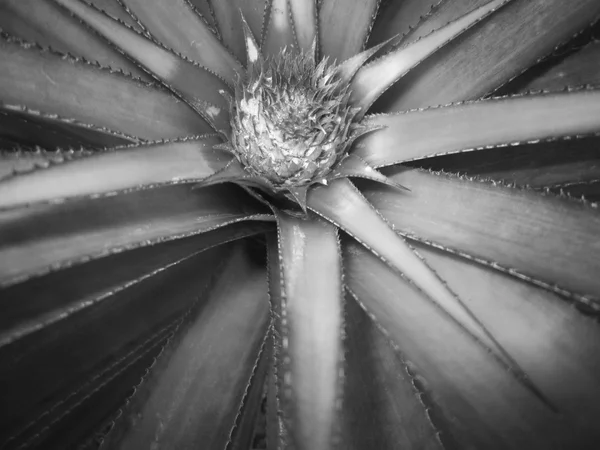 Ananas-Baum — Stockfoto