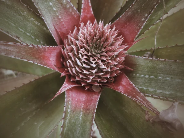 Pineapple tree — Stock Photo, Image