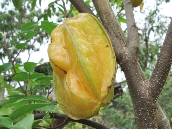 Buah apel bintang — Stok Foto