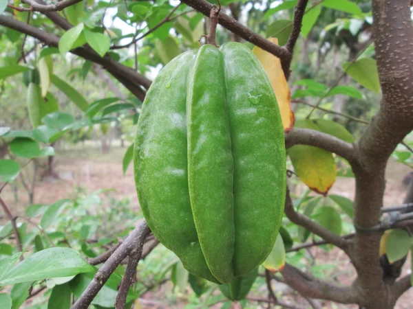 Buah apel bintang — Stok Foto