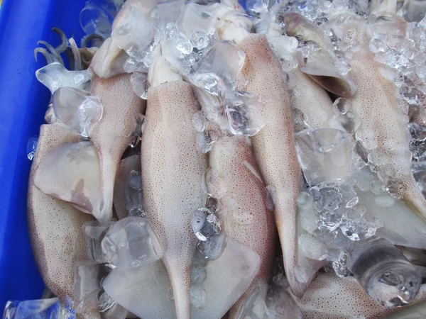 Fresh squid — Stok fotoğraf