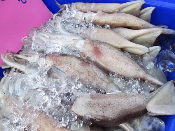 Frischer Tintenfisch — Stockfoto