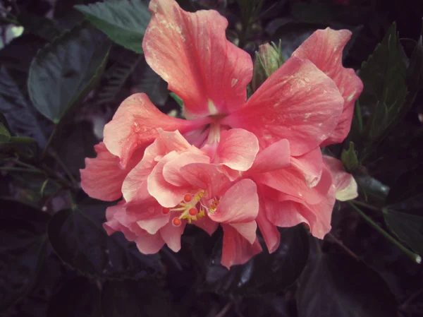 Flor de hibisco - flor de laranja — Fotografia de Stock