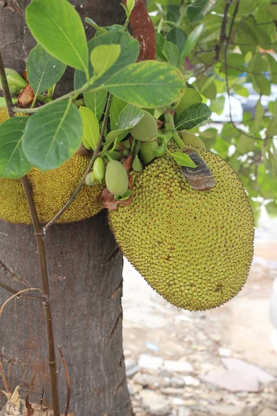 Jack Fruit — Stockfoto