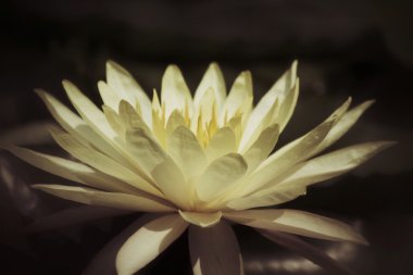 Vintage lotus çiçeği