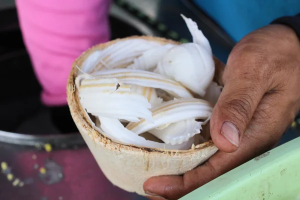 Lody kokosowe — Zdjęcie stockowe
