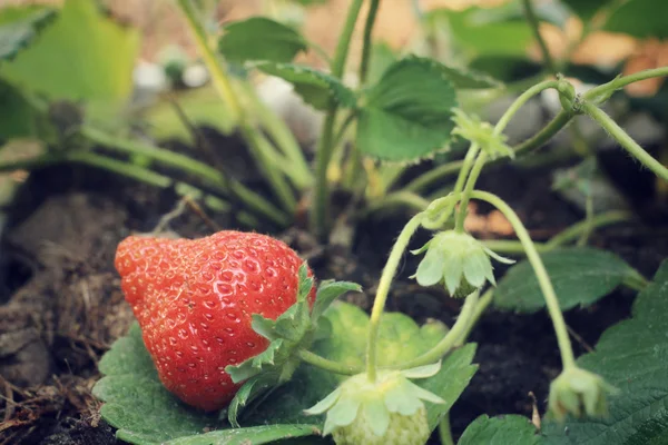 Fragole fresche — Foto Stock