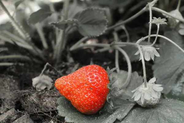 Verse aardbeien — Stockfoto