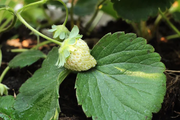 Verse aardbeien — Stockfoto